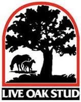 live oak stud